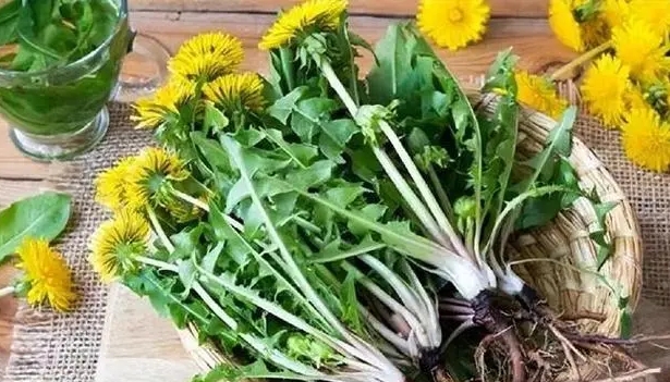 Күн сайын одуванчиктер ішкенде, денеңде қандай өзгерістерді көресіз? Одуванчиктен жасалған сығындысы қатерлі ісікке қарсы іс-шараға қатысты ма?