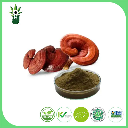 Ganoderma Lucidum сығындысы